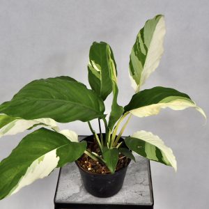 spathiphyllum sensation